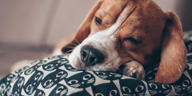Especialistas explican cuándo es normal que un perro duerma demasiado y cuándo puede ser una señal de alerta