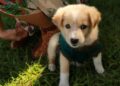 Esta es la raza de perro que mejor combina contigo, según tu fecha de nacimiento