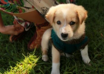 Esta es la raza de perro que mejor combina contigo, según tu fecha de nacimiento