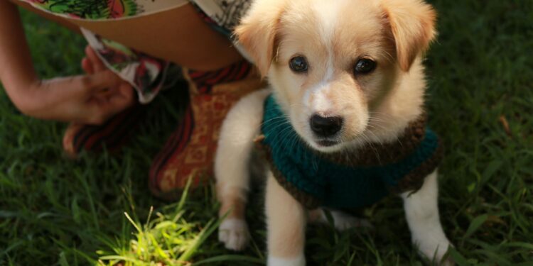 Esta es la raza de perro que mejor combina contigo, según tu fecha de nacimiento