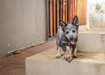 Científicos descubren una solución simple e inesperada para el mal aliento en perros