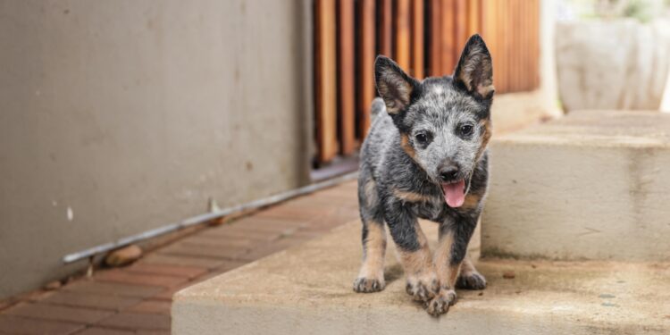 Científicos descubren una solución simple e inesperada para el mal aliento en perros