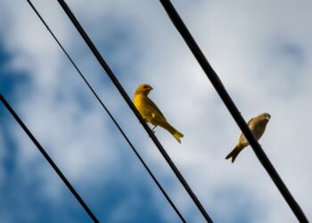 Científicos intentan explicar, pero no logran entender por qué las aves tienen más miedo de las mujeres que de los hombres