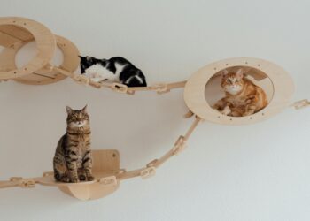 Mientras para los perros el amor significa nunca abandonar a quien los eligió, para los gatos tiene un significado muy diferente