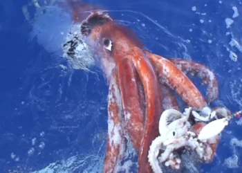 El descubrimiento de un calamar gigante en la costa de Australia revela un mundo desconocido en las profundidades del océano