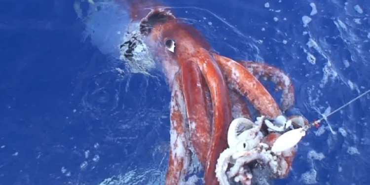 El descubrimiento de un calamar gigante en la costa de Australia revela un mundo desconocido en las profundidades del océano