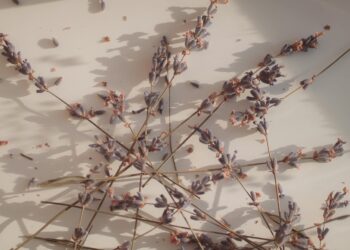 Por qué cada vez más personas colocan lavanda dentro del ropero