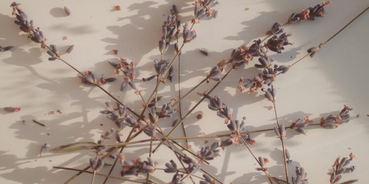 Por qué cada vez más personas colocan lavanda dentro del ropero