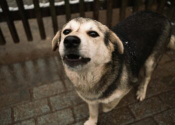 Veterinarios coinciden: los perros que ladran por la noche o de madrugada tienen este temperamento en común