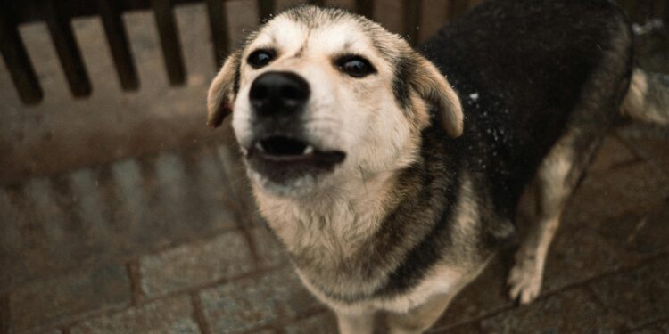 Veterinarios coinciden: los perros que ladran por la noche o de madrugada tienen este temperamento en común