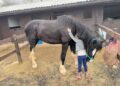 El caballo más grande del mundo pesa 1 tonelada y tiene el tamaño de un automóvil pequeño