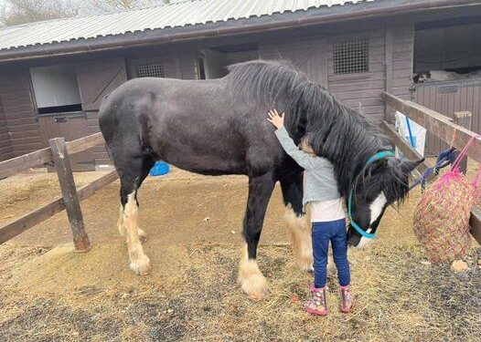El caballo más grande del mundo pesa 1 tonelada y tiene el tamaño de un automóvil pequeño