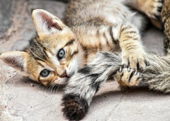 Esta es la razón por la que el gato muerde los pies de las personas sin motivo aparente