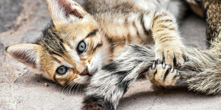 Esta es la razón por la que el gato muerde los pies de las personas sin motivo aparente