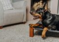 Las mejores razas de perros para tener si vives solo y buscas protección