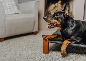 Las mejores razas de perros para tener si vives solo y buscas protección
