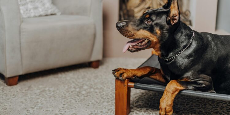 Las mejores razas de perros para tener si vives solo y buscas protección