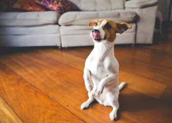 Los perros que hacen fiesta cuando sus dueños llegan a casa no solo están felices: qué significa según los veterinarios