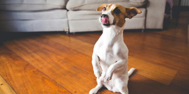 Los perros que hacen fiesta cuando sus dueños llegan a casa no solo están felices: qué significa según los veterinarios