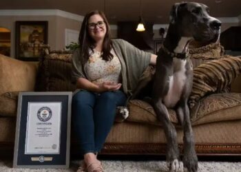 El perro más grande del mundo mide más de 2 metros, pesa 75 kilos y es tan alto como una puerta: se llama Zeus