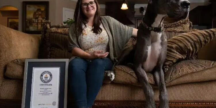 El perro más grande del mundo mide más de 2 metros, pesa 75 kilos y es tan alto como una puerta: se llama Zeus