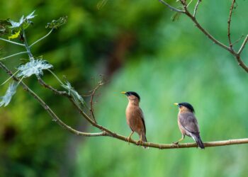 Si escuchas pájaros cantar en tu casa, la ciencia explica por qué esto es una buena señal