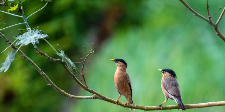 Si escuchas pájaros cantar en tu casa, la ciencia explica por qué esto es una buena señal