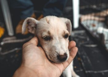 Qué dice la psicología sobre las personas que tienen el hábito de acariciar perros en la calle