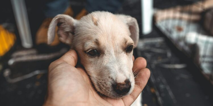 Qué dice la psicología sobre las personas que tienen el hábito de acariciar perros en la calle
