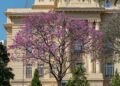 Los tres árboles ideales para plantar en junio y ver sus flores brotar el próximo verano