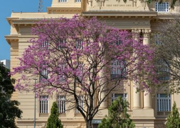 Los tres árboles ideales para plantar en junio y ver sus flores brotar el próximo verano