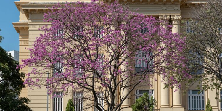 Los tres árboles ideales para plantar en junio y ver sus flores brotar el próximo verano