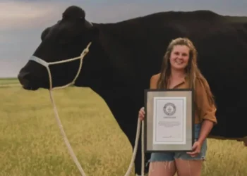 El toro más grande del mundo mide casi 2 metros de altura y pesa 1,6 toneladas, más que un automóvil pequeño