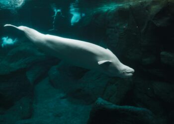 Gigante marino de hasta 6 metros supera la “prueba del espejo” y reconoce su propia imagen