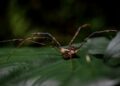 Si encuentras una araña de patas largas en casa, te contamos qué significa y por qué en realidad puede ser una buena señal