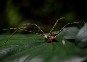 Si encuentras una araña de patas largas en casa, te contamos qué significa y por qué en realidad puede ser una buena señal