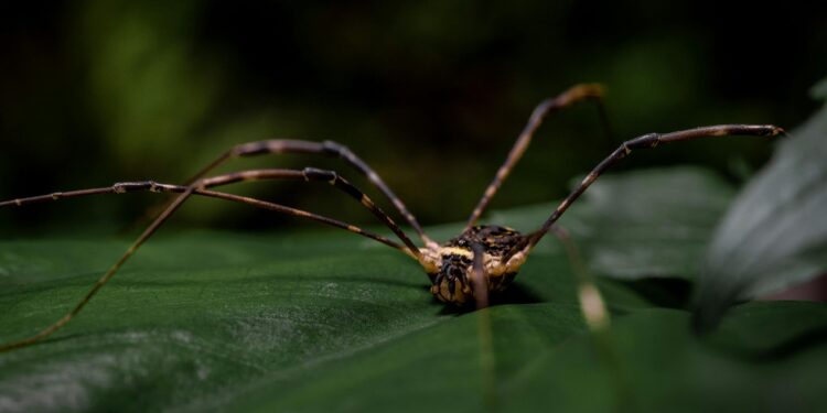 Si encuentras una araña de patas largas en casa, te contamos qué significa y por qué en realidad puede ser una buena señal