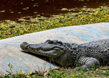 Científicos descubren un cocodrilo gigante de más de 8 metros de longitud