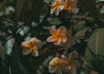 La flor perfumada que dejará tu hogar con un agradable aroma y que crece perfectamente en macetas en el balcón