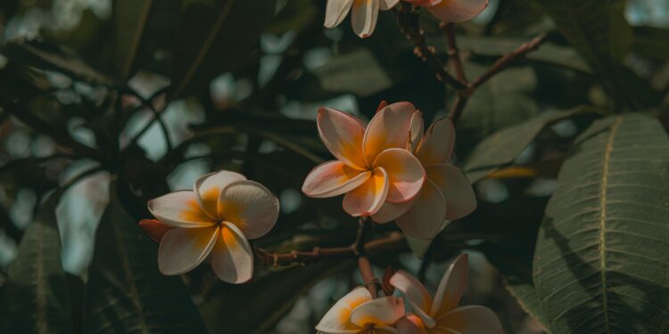 La flor perfumada que dejará tu hogar con un agradable aroma y que crece perfectamente en macetas en el balcón