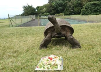 El animal más longevo del mundo tiene 194 años y vive en una isla
