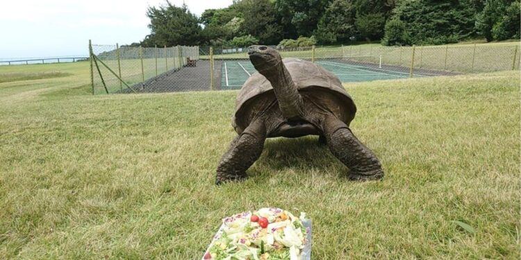 El animal más longevo del mundo tiene 194 años y vive en una isla