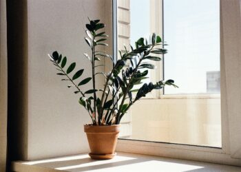 3 plantas de interior que sobreviven en la sombra y purifican el ambiente: la nueva tendencia en decoración