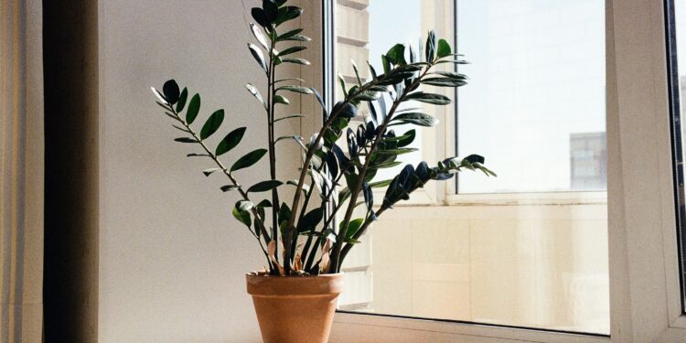 3 plantas de interior que sobreviven en la sombra y purifican el ambiente: la nueva tendencia en decoración