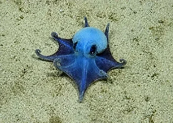 Investigadores británicos descubren un nuevo animal azul a 1.700 metros de profundidad