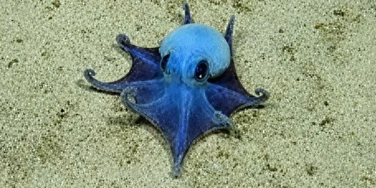 Investigadores británicos descubren un nuevo animal azul a 1.700 metros de profundidad