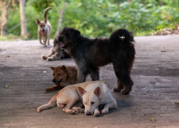 La psicología afirma que las personas que ayudan a los perros en la calle no solo destacan por su empatía