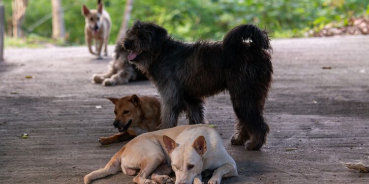 La psicología afirma que las personas que ayudan a los perros en la calle no solo destacan por su empatía