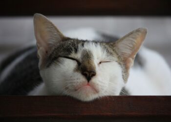 Mientras los seres humanos duermen unas 8 horas al día, los gatos pasan muchas más horas descansando
