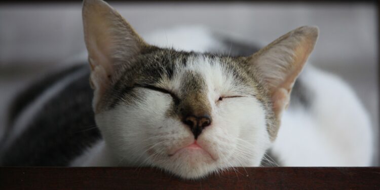 Mientras los seres humanos duermen unas 8 horas al día, los gatos pasan muchas más horas descansando